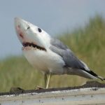The “COVID-19 Vaccine” and Shark Pigeons